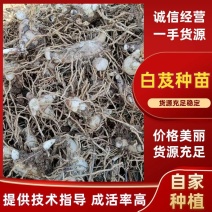 白芨种苗紫花三叉白芨种苗价格优惠量大从优