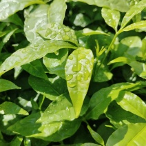 三叉苦杯苗基地直销大量批发种植成活率高根系发达