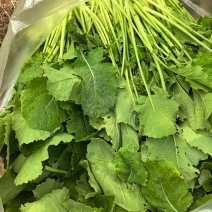 油菜苔