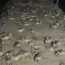 陕西黄河大闸蟹