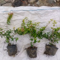 金叶大花六道木大杯基地有量，欢迎来一亩田订购。