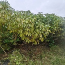 华南九号/产地黄肉木薯