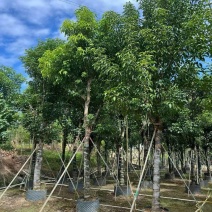 基地直销骨架秋枫15-18-20公分移植苗秋风袋苗