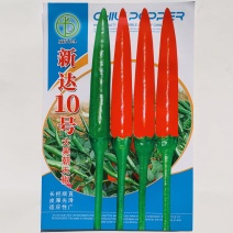 新达10号大果朝天椒种子中晚熟椒形光滑顺直油亮皮厚硬度好