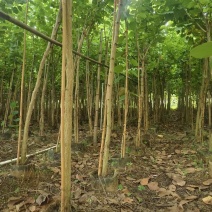 宫粉紫荆绿化苗木自家基地低价处理量大优惠