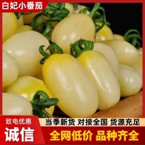 寿光白妃白妃圣女果品质保证产地直发欢迎咨询