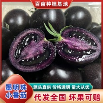 【寿光墨明珠】小番茄黑色圣女果量大从优欢迎咨询