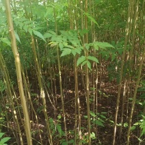 种苗栾树苗，南栾树苗新苗。