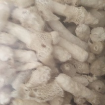 竹荪菌