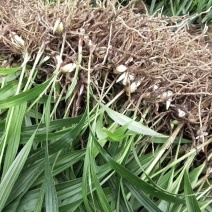 白芨苗四川中药材种植基地