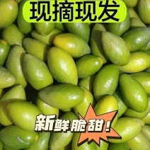 【热卖】广东特级青橄榄新鲜脆甜现货现发对接全国欢迎选购