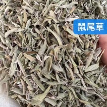 鼠尾草干货西餐调味料批发进口鼠尾草各规格一斤起批发量大价优