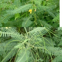 牧草绿肥种籽孑田箐种子果园土壤改善碱菁涝豆耐涝耐旱耐盐碱