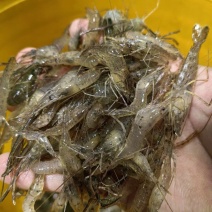 [牛]小河虾（量大从优）规格齐全品质保证，欢迎来电咨询