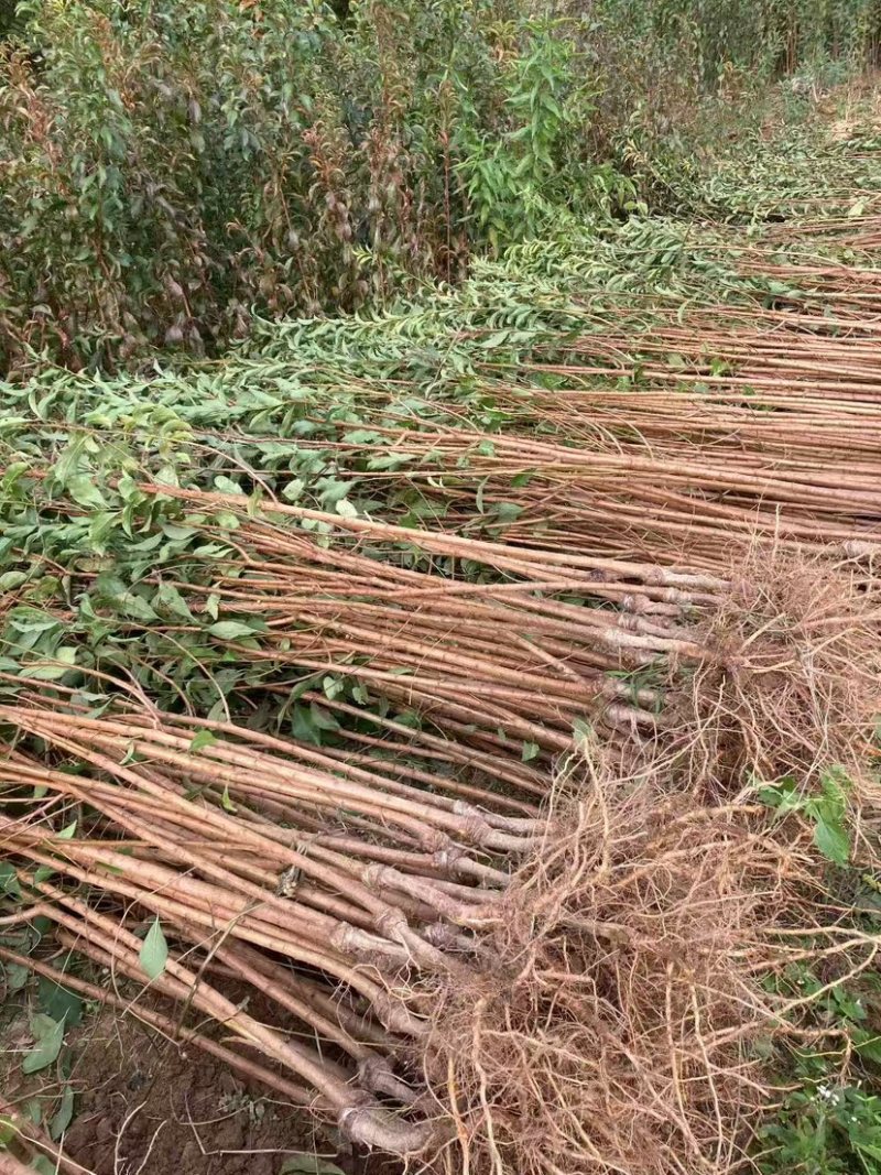 贵州六马蜂糖李子苗自家基地源头发货可视频看货