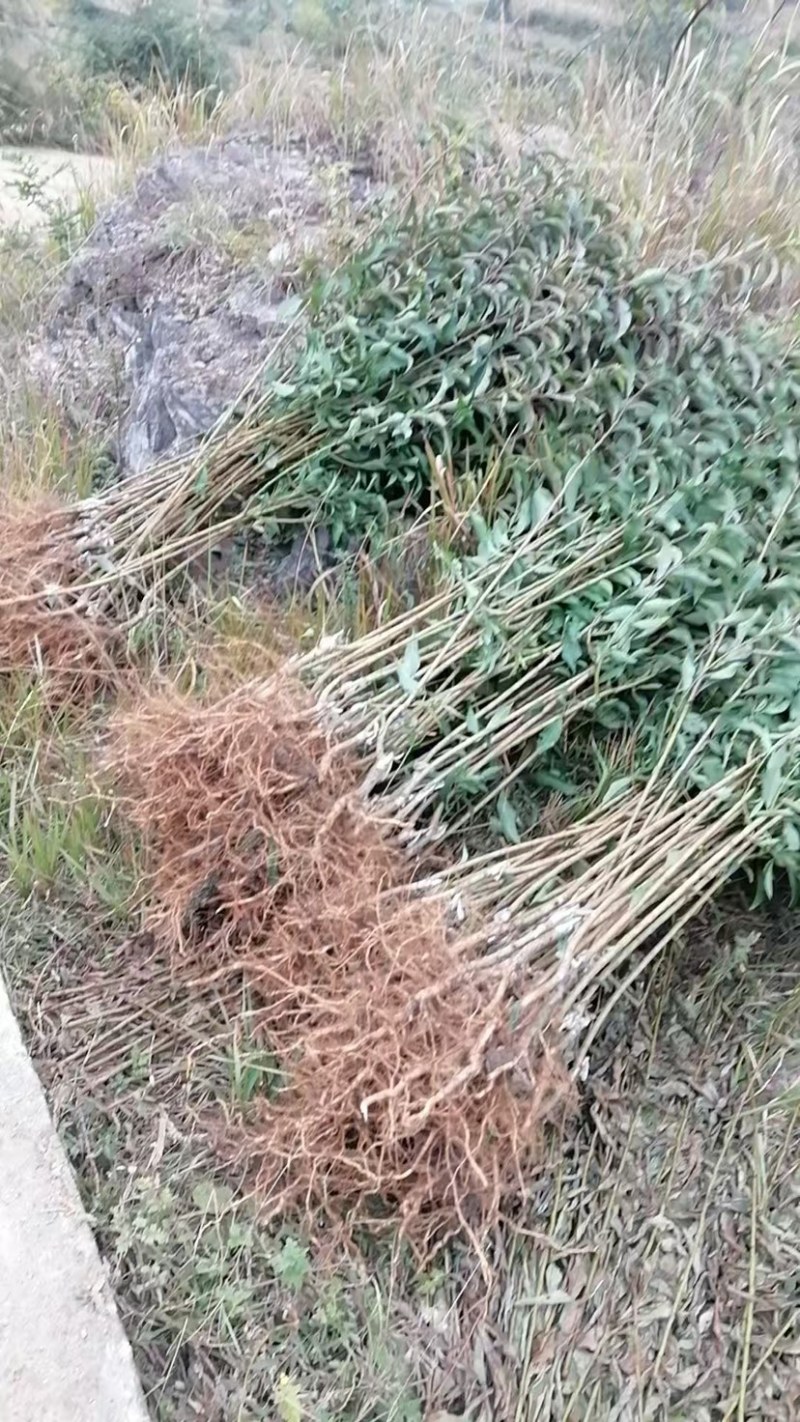 贵州六马蜂糖李子苗自家基地源头发货可视频看货