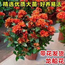 【带花苞】龙船花绣球花卉绿植四季好养盆栽客厅庭院阳台恰意植物