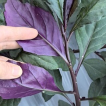 紫背菜观音菜