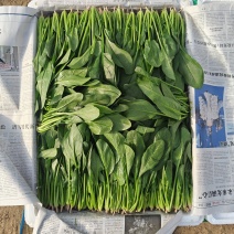 精品菠菜大量供货中，支持各种包装电商平台各大市场全国发货