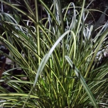 青苔草