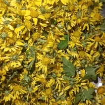 贵州野菊花晒干干货
