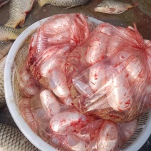 鲤鱼籽黄色