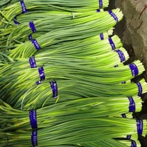 山东新蒜苔红帽蒜苔杂交蒜苔配备大型冷库储存