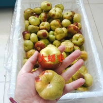 精品蟠枣，冬枣树