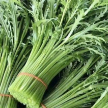 江苏淮安茼蒿蒿子秆小叶茼蒿货源充足供全国商超