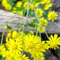 新鲜野菊花