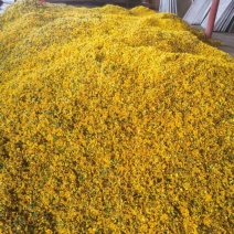 野菊花