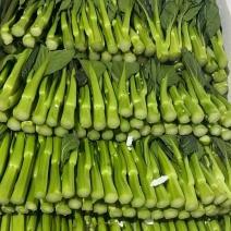 云南菜心
