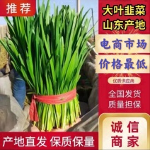 【产地直供】山东韭菜，大量现货，对接全国市场商超电商