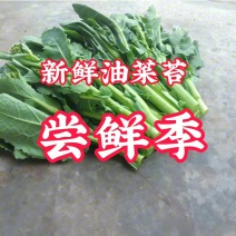 四川德阳精品油菜苔大量上市