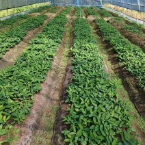 多花姜黄精3年籽育苗，药典品种大小随便挑选种植两年采挖