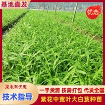 紫花中宽叶大白芨苗产地直发