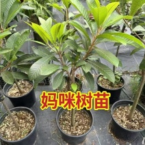 新品种潘婷妈咪果树苗适合南北方种植庭院阳台盆栽地栽四季水