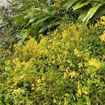 鲜野生菊花