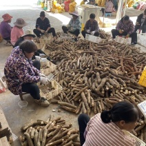 华南9号黄心木薯。