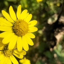 野菊花