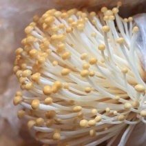 河北优质黄金针菇种植基地直发对接商超档口欢迎选购
