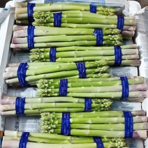 《热卖》福建云霄芦笋大量效果大笋特大笋等规格齐全