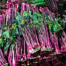 [牛]紫菜苔大量有货产地直发一手货源保质保量
