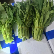 [牛]白菜苔大量有货产地直发一手货源保质保量