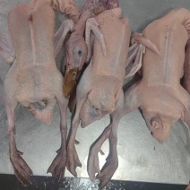 炖汤净膛老蛋鸭