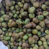 茶叶籽青果，茶果苞
