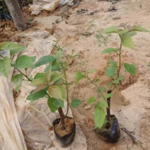 三角梅15-30，各种规格，大量低价出售