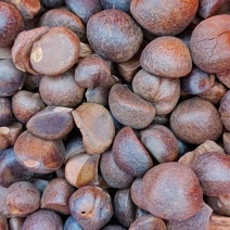 小籽油茶籽