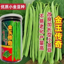 金玉传奇小金豆种子加长版高产无筋肉厚豆角种籽春秋播种架豆