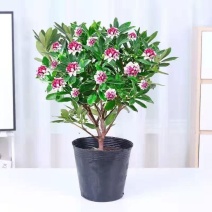 福建金边瑞香盆栽浓香型花苞开花室内老桩植物冬季耐寒